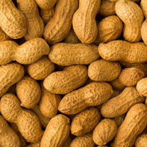 Groundnut